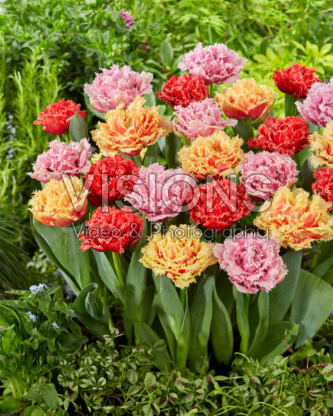 Tulipa Aussie Mix Tulipa Aussie Mix