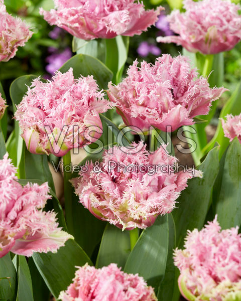 Tulipa Newcastle