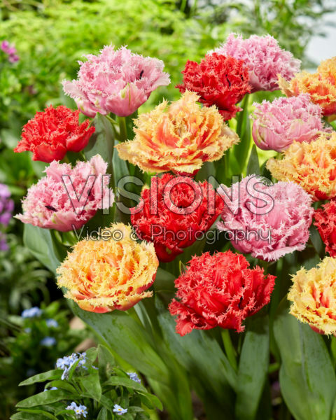 Tulipa Aussie Mix