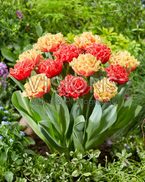 Tulipa Bendigo, Brisbane Tulipa Bendigo, Brisbane