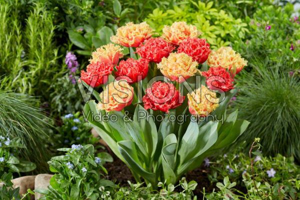 Tulipa Bendigo, Brisbane Tulipa Bendigo, Brisbane