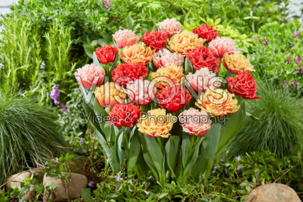 Tulipa Aussie Mix