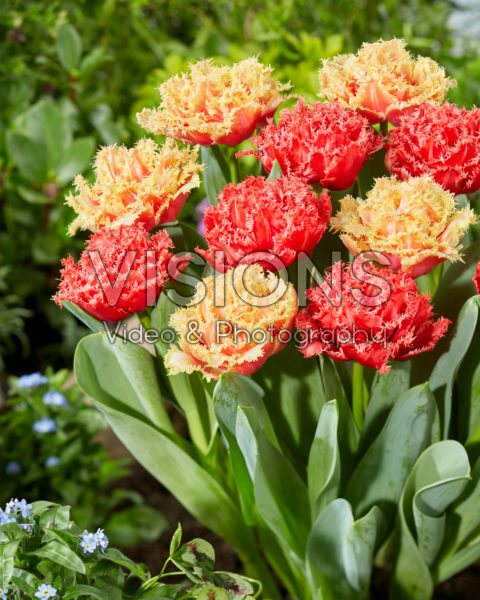 Tulipa Bendigo, Brisbane Tulipa Bendigo, Brisbane