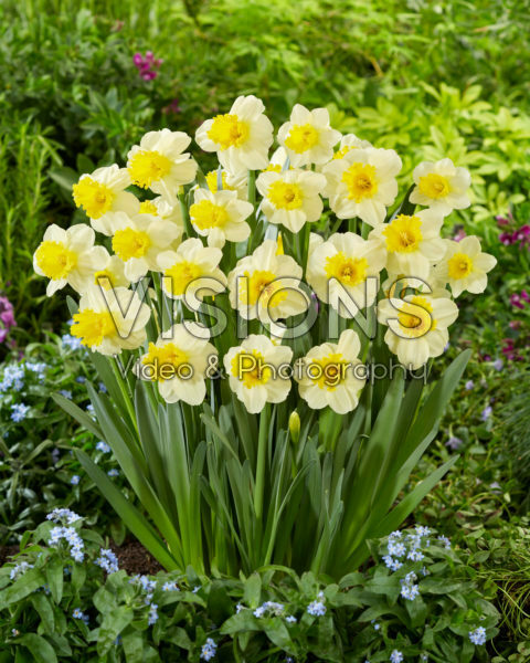 Narcissus Sugar Dipped Narcissus Sugar Dipped