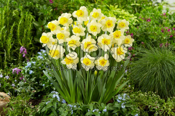 Narcissus Sugar Dipped