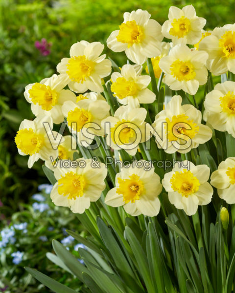Narcissus Sugar Dipped Narcissus Sugar Dipped