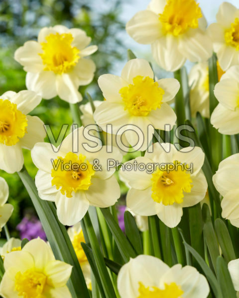 Narcissus Sugar Dipped
