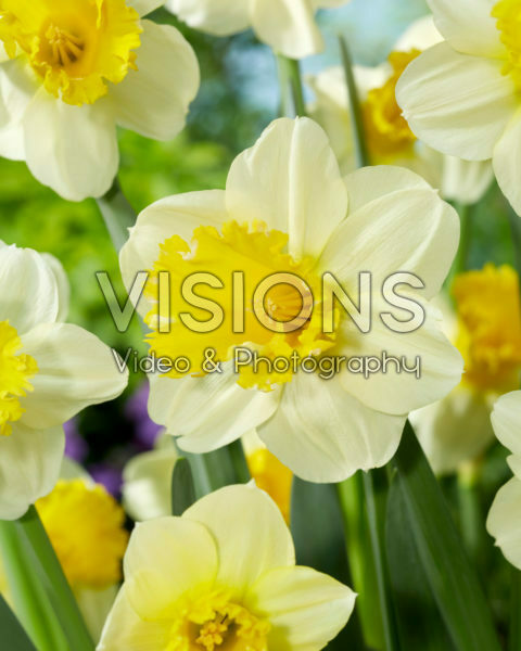 Narcissus Sugar Dipped Narcissus Sugar Dipped