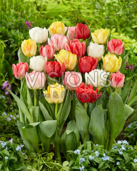 Tulipa Foxtrot Mix Tulipa Foxtrot Mix