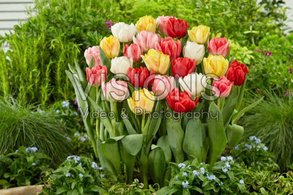 Tulipa Foxtrot Mix Tulipa Foxtrot Mix