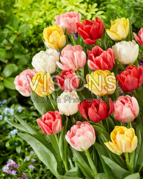 Tulipa Foxtrot Mix Tulipa Foxtrot Mix
