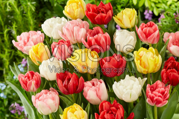 Tulipa Foxtrot Mix Tulipa Foxtrot Mix