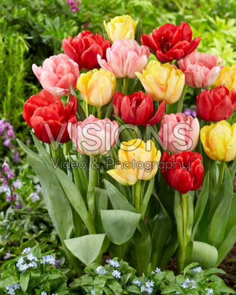 Tulipa Foxtrot Mix Tulipa Foxtrot Mix