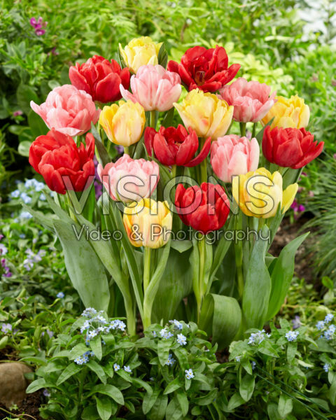 Tulipa Foxtrot Mix Tulipa Foxtrot Mix