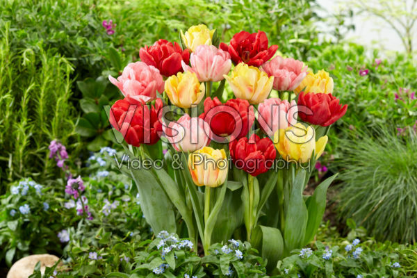 Tulipa Foxtrot Mix Tulipa Foxtrot Mix