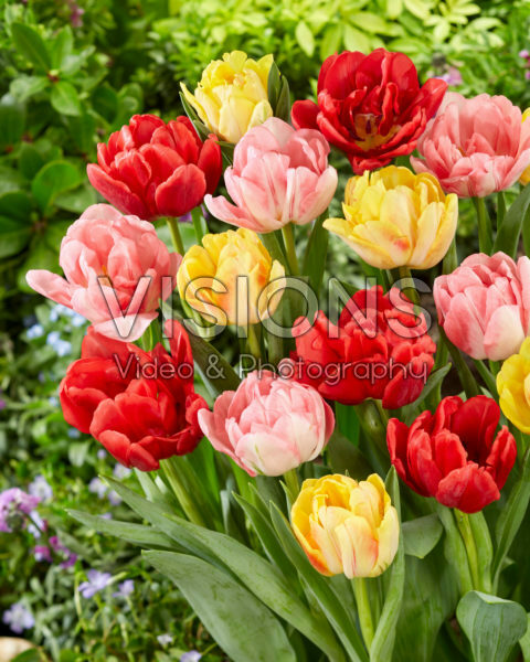 Tulipa Foxtrot Mix Tulipa Foxtrot Mix