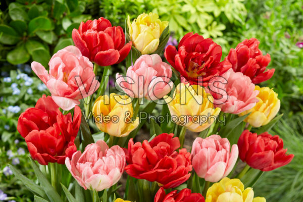 Tulipa Foxtrot Mix Tulipa Foxtrot Mix