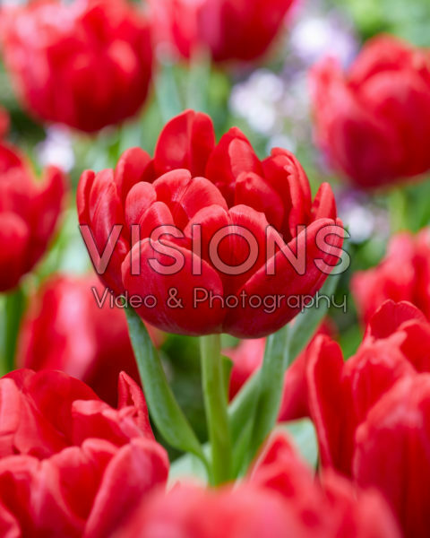 Tulipa Red Foxtrot