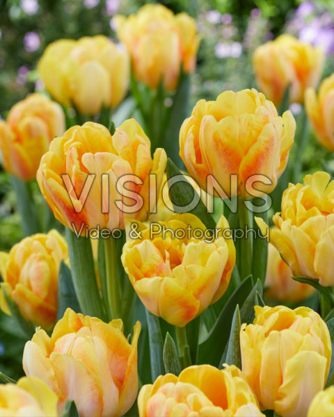Tulipa Foxy Foxtrot Tulipa Foxy Foxtrot
