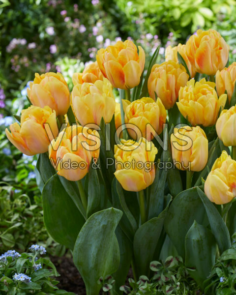 Tulipa Foxy Foxtrot Tulipa Foxy Foxtrot