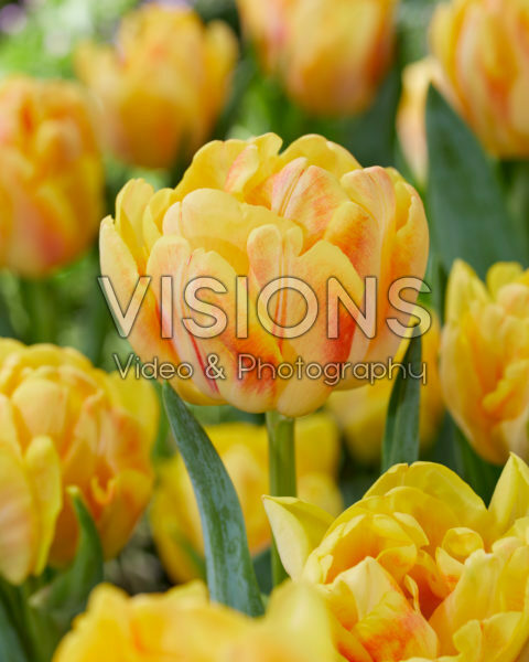 Tulipa Foxy Foxtrot Tulipa Foxy Foxtrot