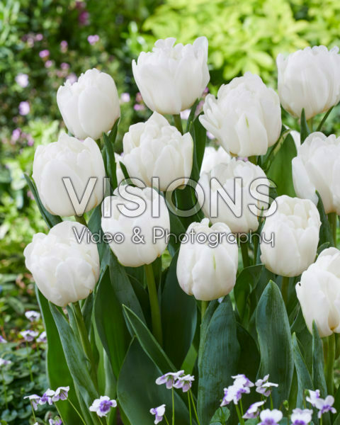 Tulipa White Foxtrot Tulipa White Foxtrot