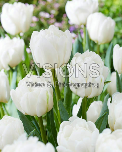 Tulipa White Foxtrot Tulipa White Foxtrot