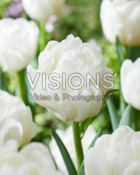 Tulipa White Foxtrot Tulipa White Foxtrot