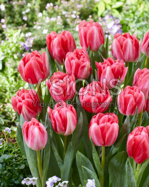 Tulipa Pink Foxtrot Tulipa Pink Foxtrot