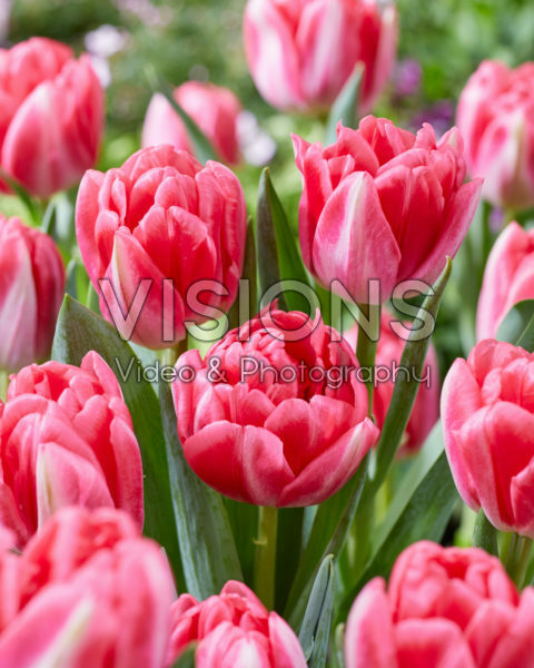 Tulipa Pink Foxtrot Tulipa Pink Foxtrot
