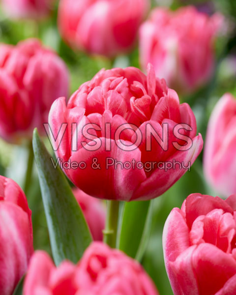 Tulipa Pink Foxtrot Tulipa Pink Foxtrot