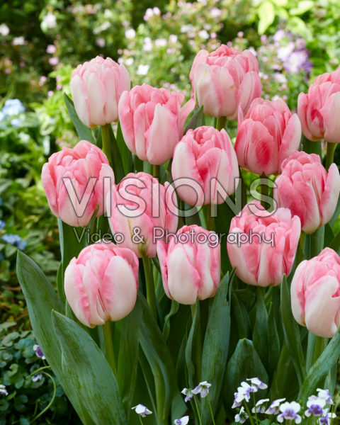 Tulipa Foxtrot Tulipa Foxtrot