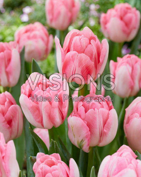 Tulipa Foxtrot Tulipa Foxtrot