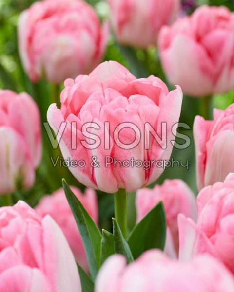 Tulipa Foxtrot