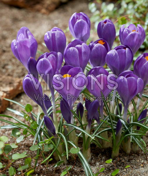 Crocus Blue Ocean Crocus Blue Ocean