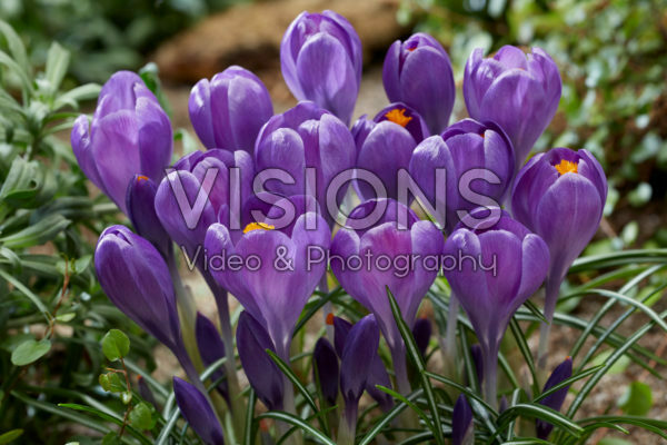 Crocus Blue Ocean Crocus Blue Ocean