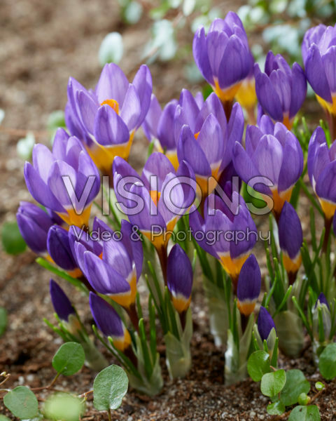 Crocus sieberi Tricolor Crocus sieberi Tricolor