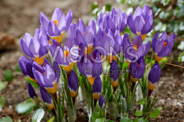 Crocus sieberi Tricolor Crocus sieberi Tricolor