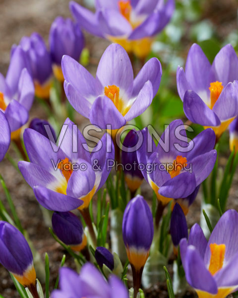 Crocus sieberi Tricolor Crocus sieberi Tricolor