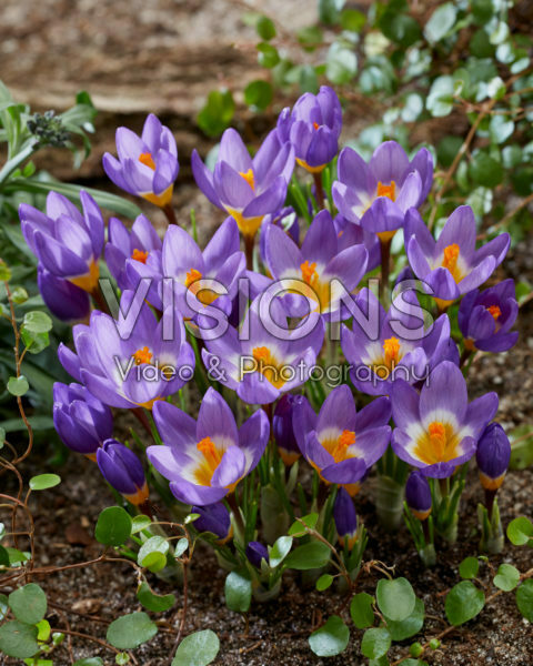 Crocus sieberi Tricolor Crocus sieberi Tricolor