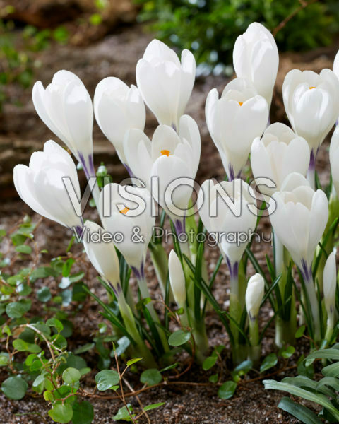 Crocus Ice Queen Crocus Ice Queen