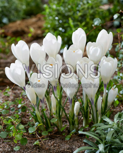 Crocus Ice Queen Crocus Ice Queen