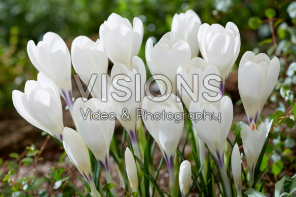Crocus Ice Queen