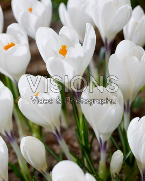 Crocus Ice Queen
