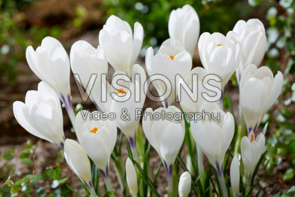 Crocus Ice Queen Crocus Ice Queen