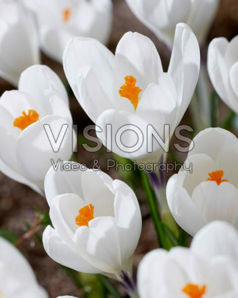 Crocus Ice Queen Crocus Ice Queen