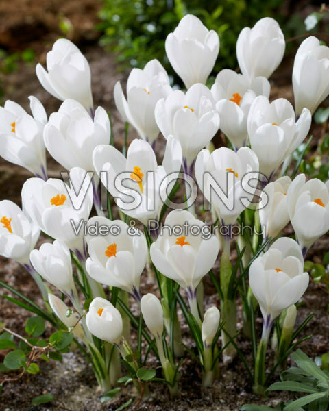 Crocus Ice Queen Crocus Ice Queen