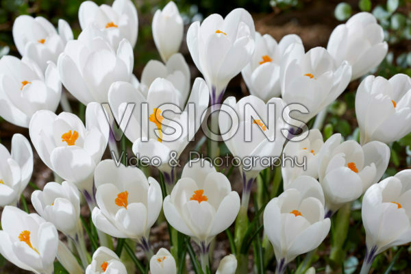 Crocus Ice Queen