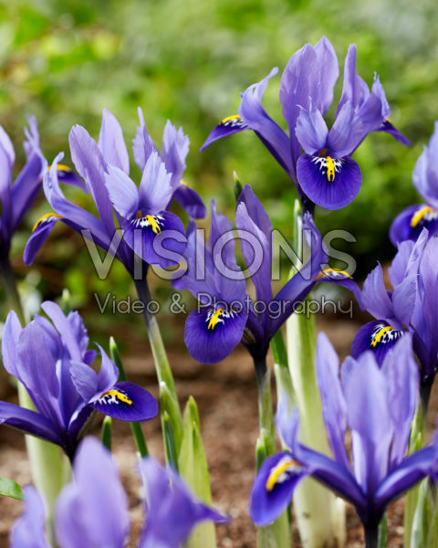 Iris reticulata Harmonie Iris reticulata Harmonie
