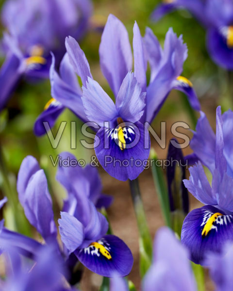 Iris reticulata Harmony Iris reticulata Harmony